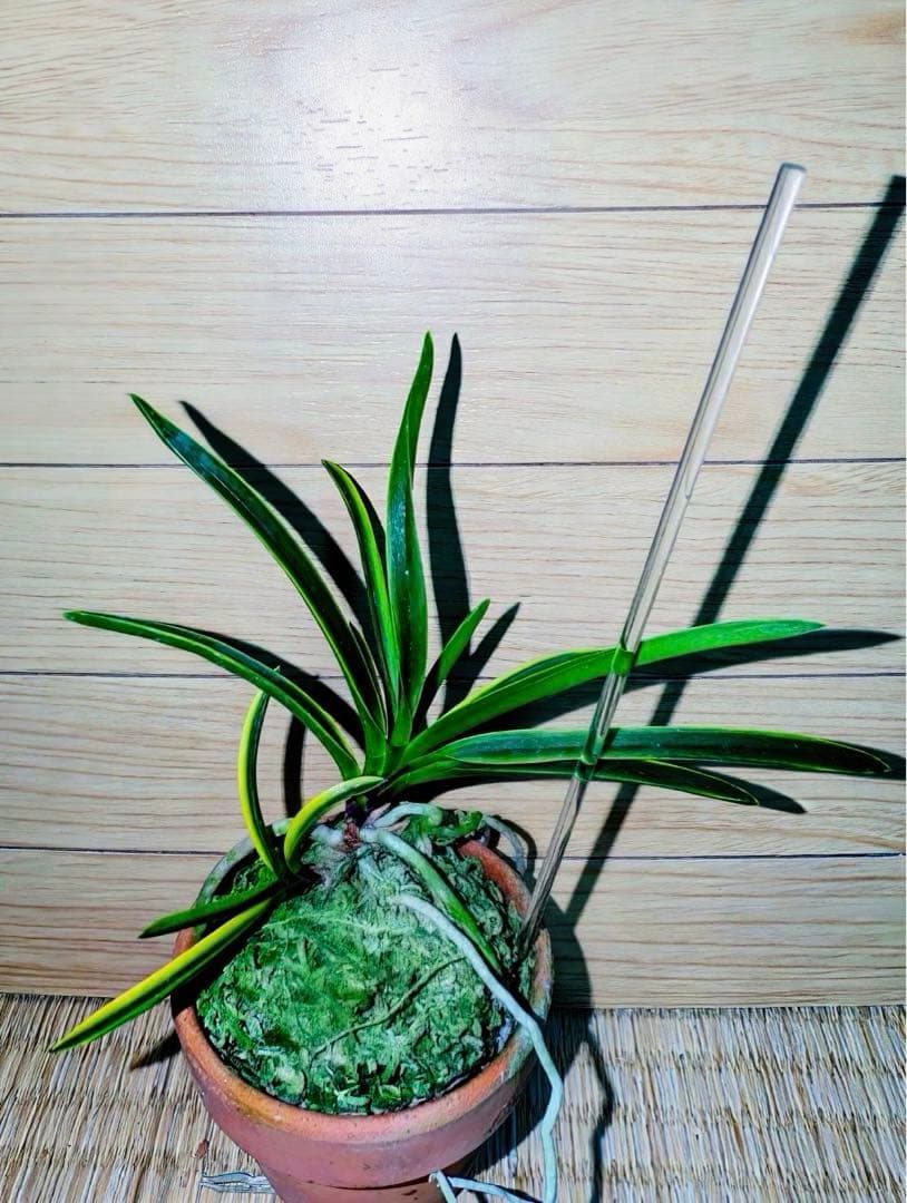 富貴蘭「天音（あまね）」（雄一無二の高知県野市町産赤花の縞覆輪）