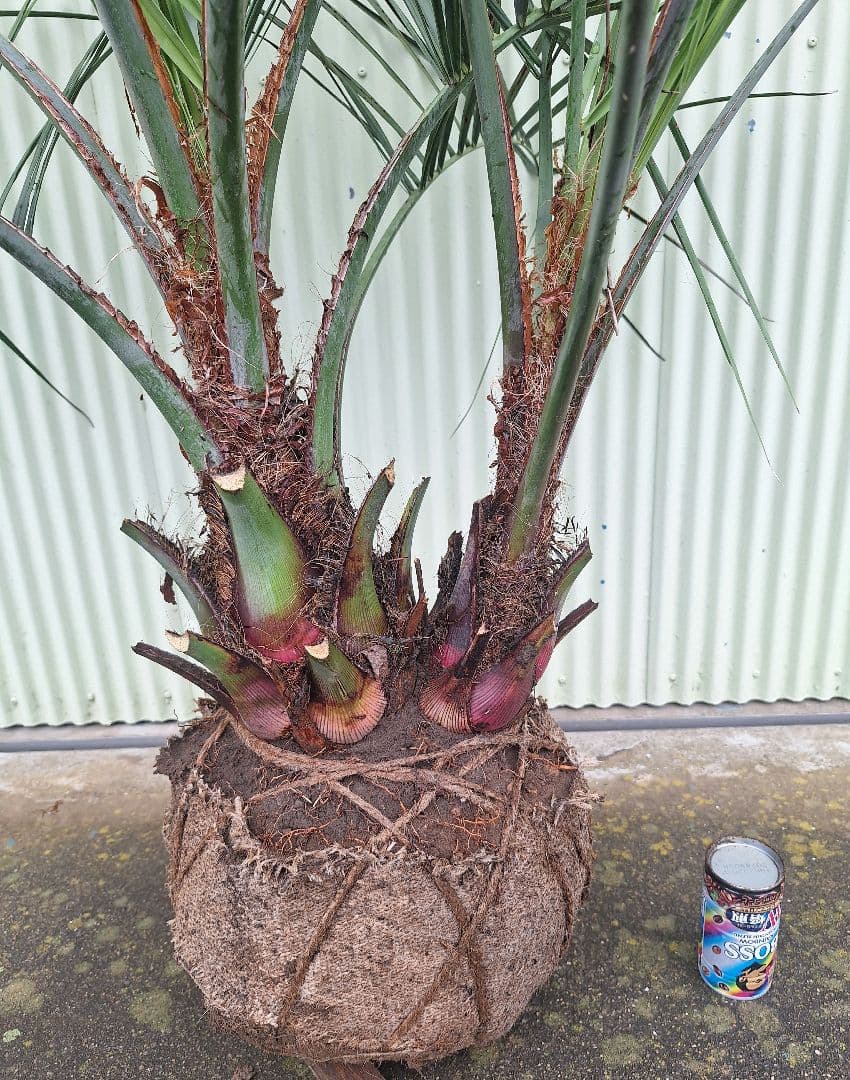 ココスヤシ　(338)　シルバーリーフ2株立ち