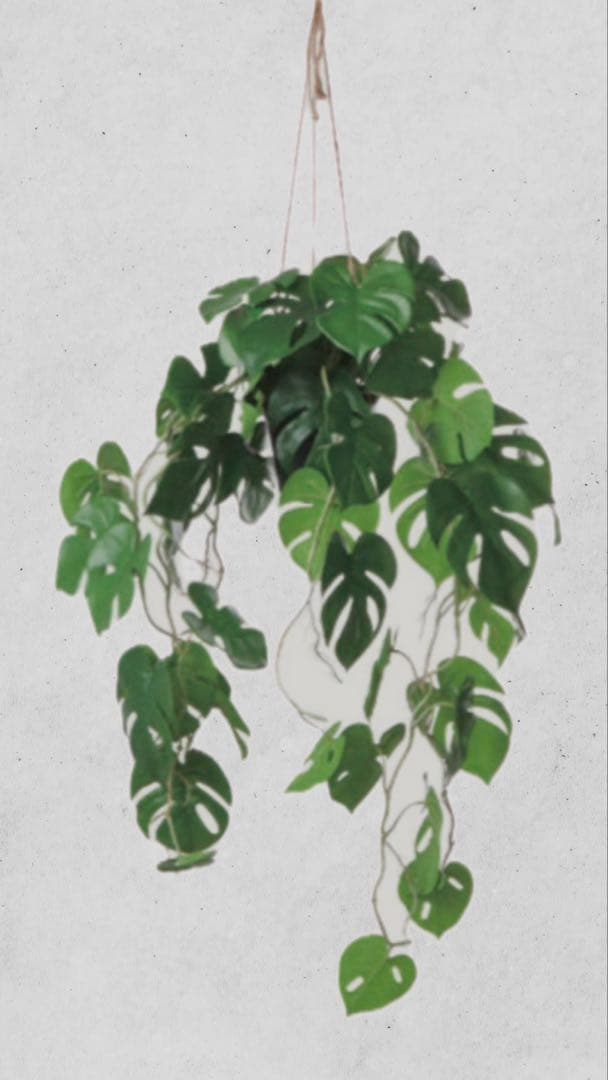 モンステラ 吊り下げ　お洒落　ハンキング　　ヒメモンステラ　観葉植物のある暮らし