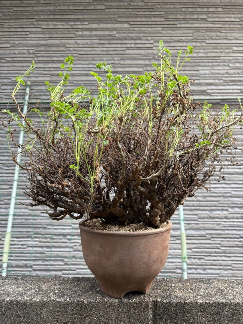 ペラルゴニウムアルテルナンス　塊根植物　コーデックス 大株