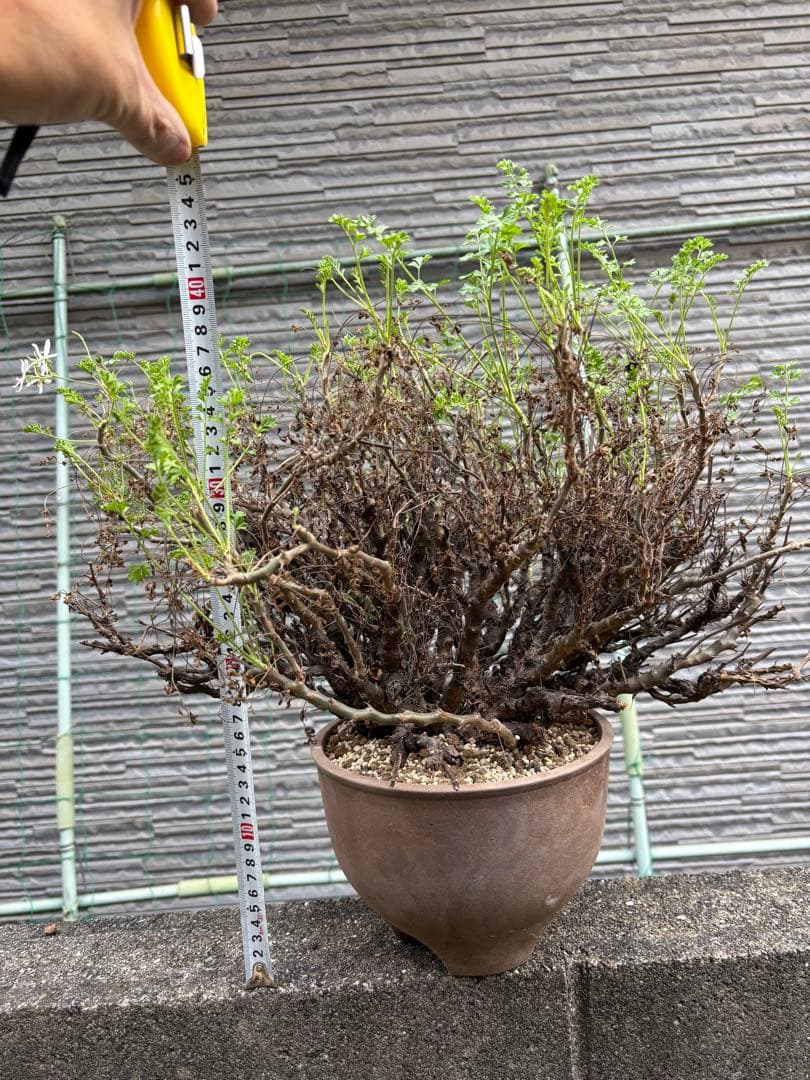 ペラルゴニウムアルテルナンス　塊根植物　コーデックス 大株