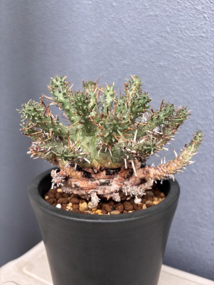 送料無料 発根済み 現地球 超希少種 ユーフォルビア クラシぺス 倶梨伽羅玉