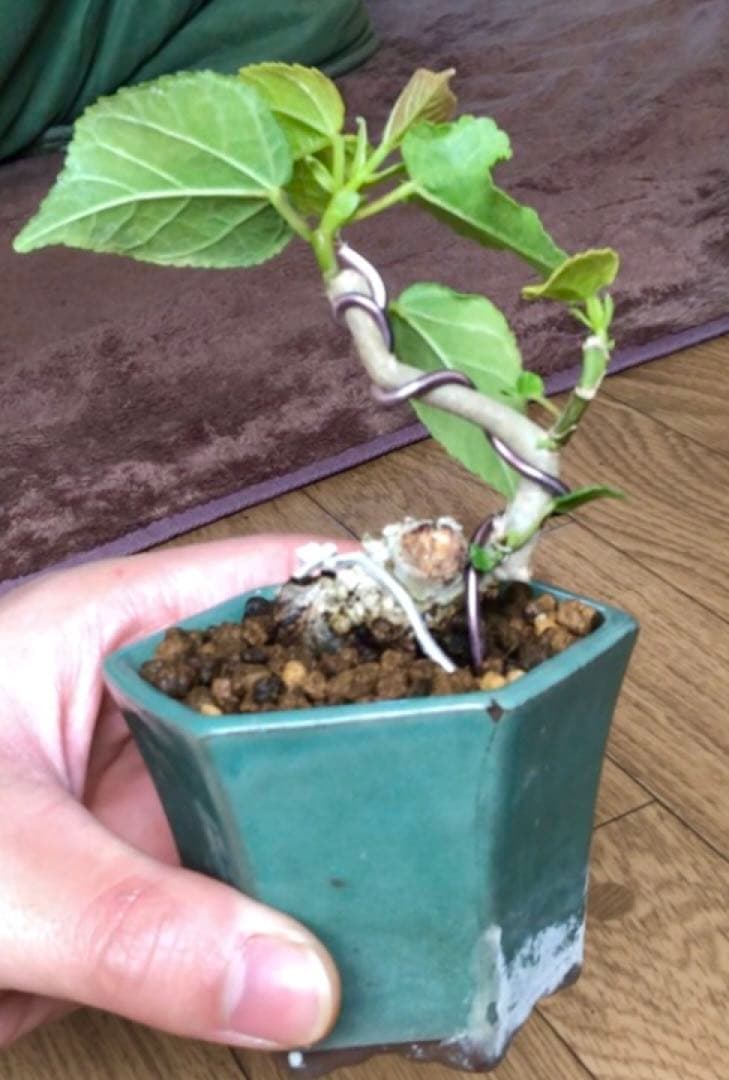 オオハマボウ盆栽4鉢セット