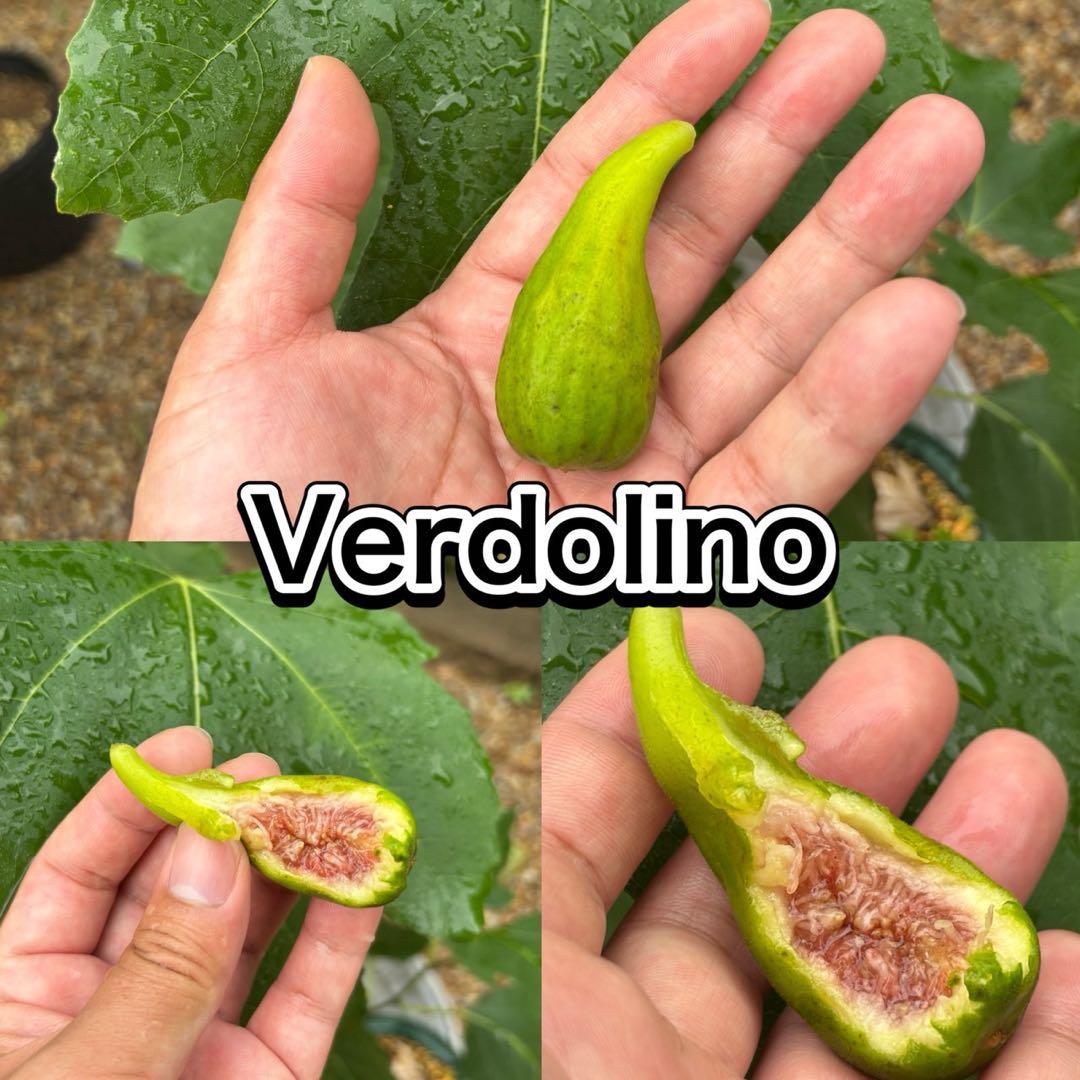 イチジク【穂木】の販売【品種名】Verdolino穂木　２本