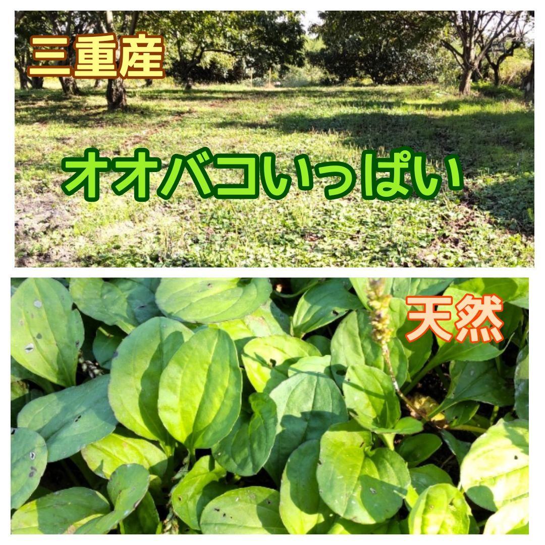 生葉/乾燥葉 ★セミオーダーページ★ ウサギ ハムスター リクガメ さん他
