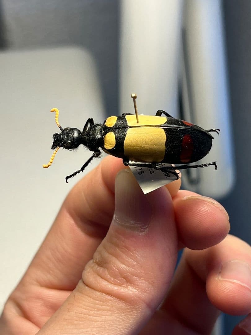 【36mm】ツチハンミョウ 中央アフリカ産 オサムシマイマイカブリ 昆虫標本