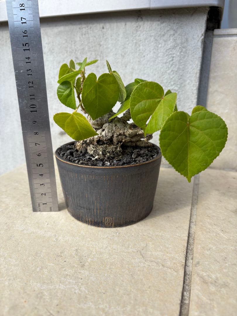 オオハマボウ　ユウナ　沖縄盆栽