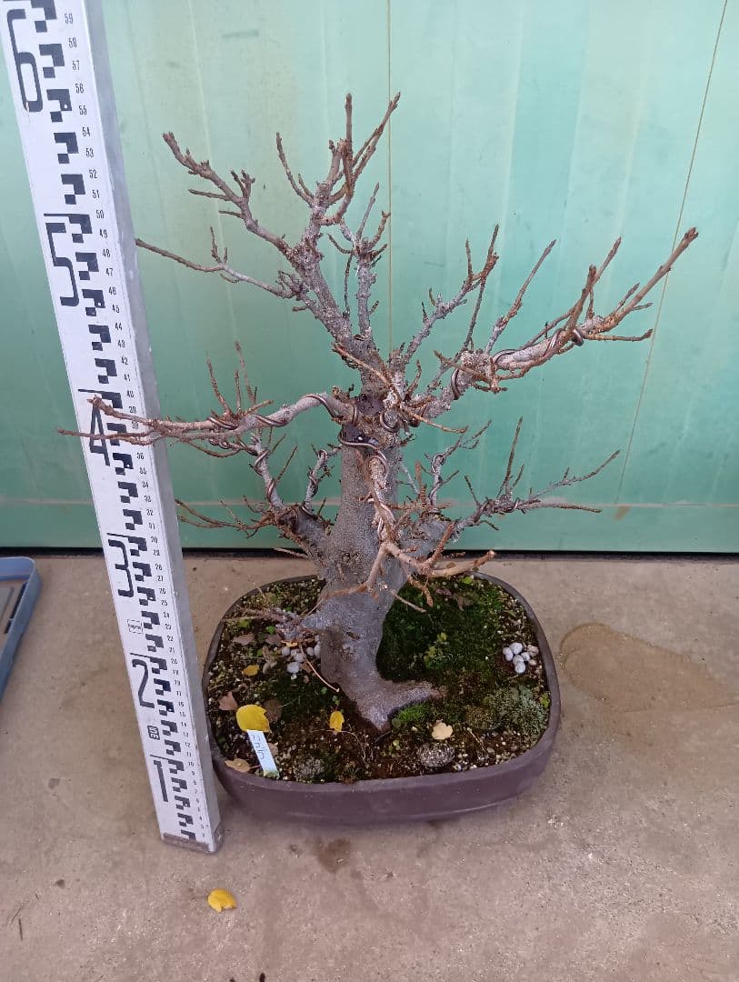 宮様楓（持ち込み古い）盆栽