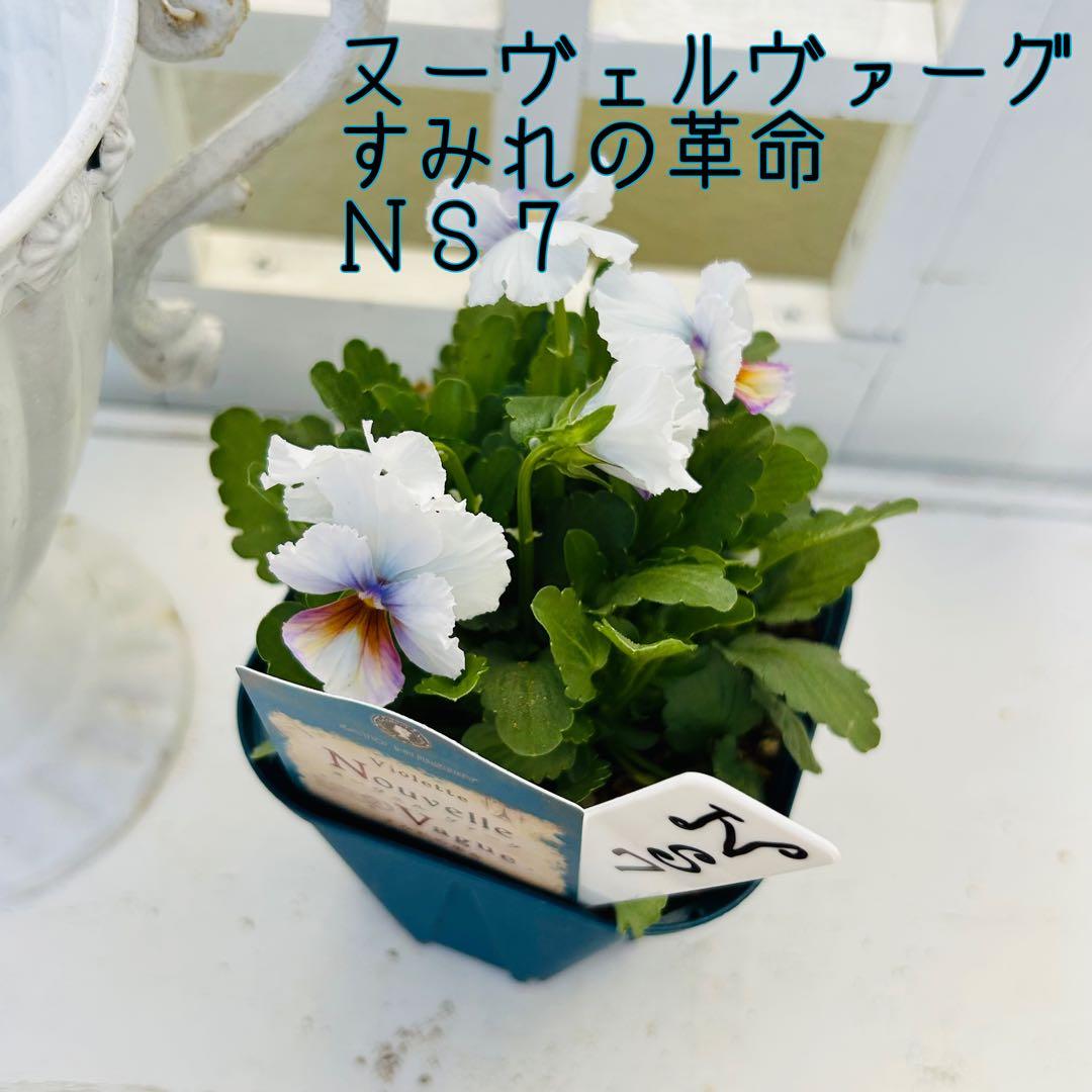 うさうささまＮＳ7♥ サトウ園芸ヌーヴェルヴァーグ　すみれの革命♥超希少♥花苗