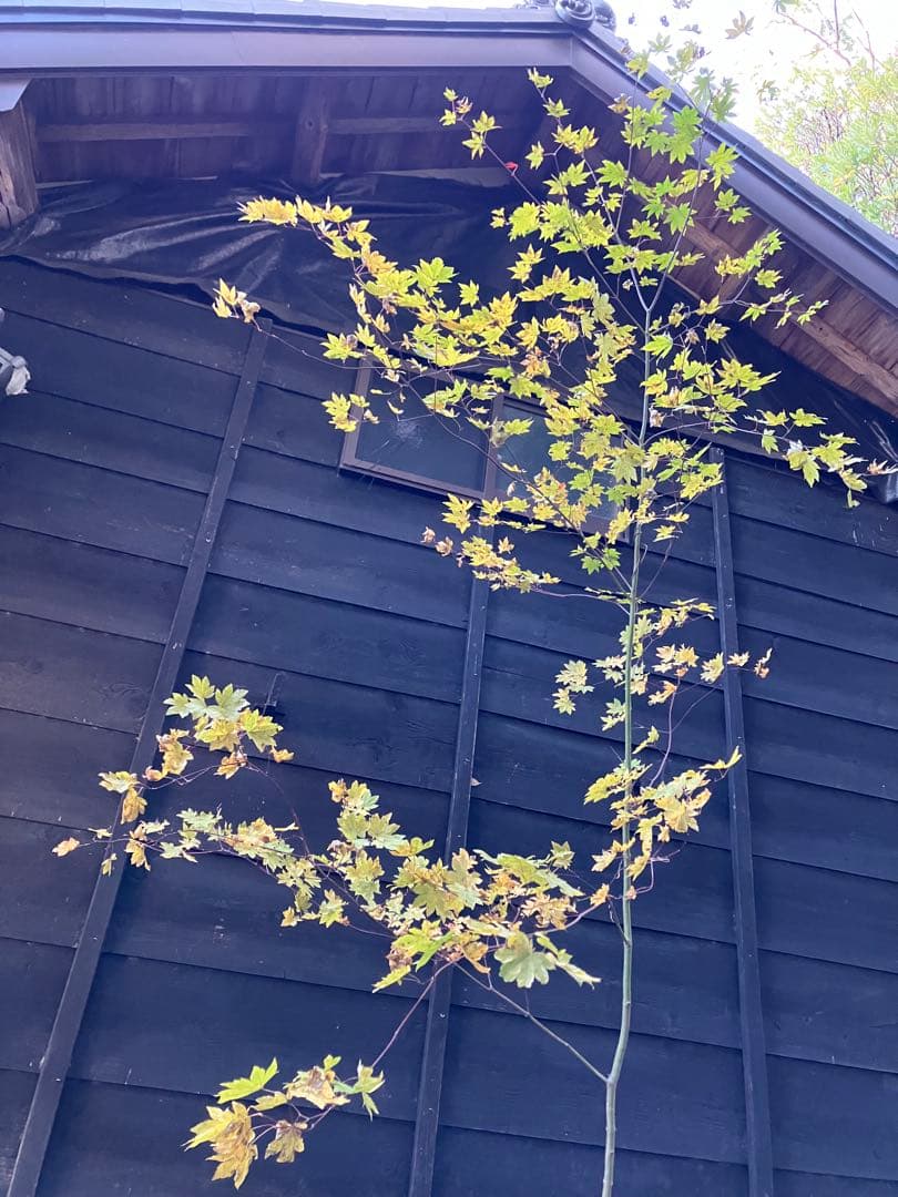 101 山採り　コハウチワカエデ