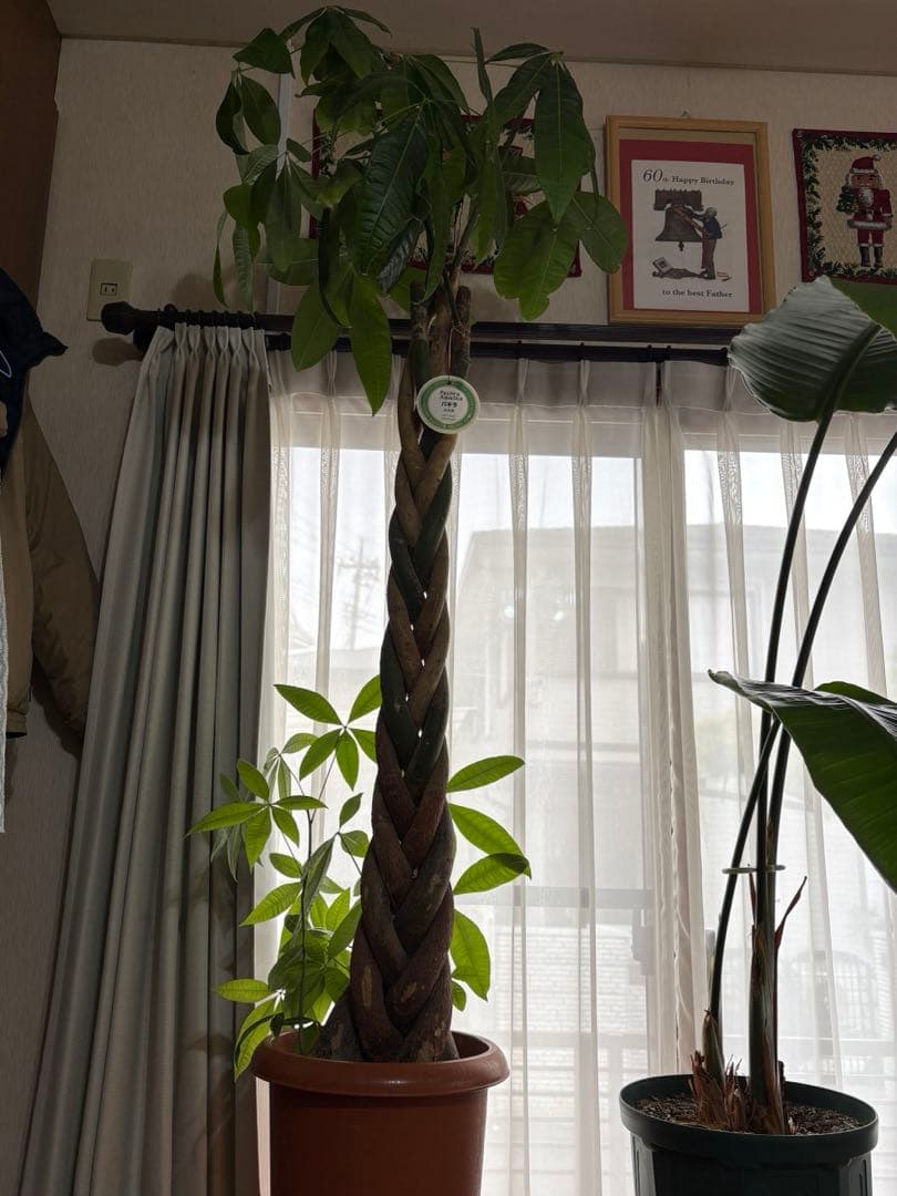 引取りのみ パキラ 編み込み幹 植物