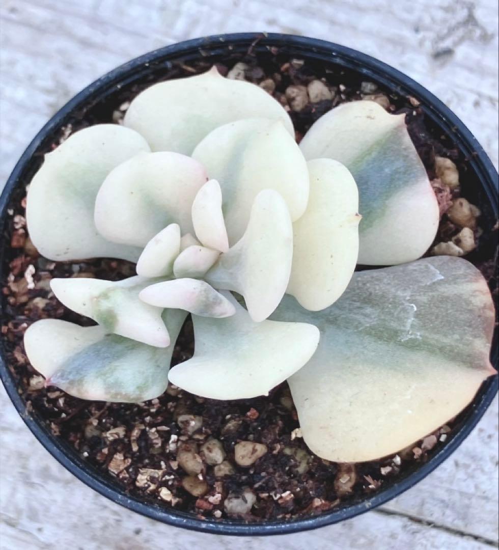 多肉植物　覆輪　キュービックフロスティ錦　微根