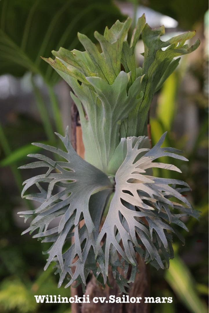限定1株　P. willinckii 'Sailor Mars’ OC