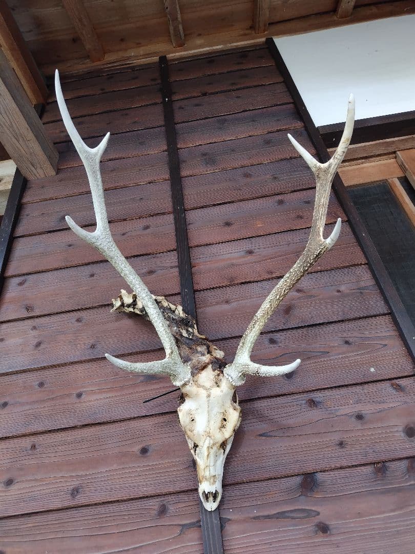 頸椎付き頭蓋骨 鹿の角 No.7 日本鹿 角 壁掛け 匿名配送