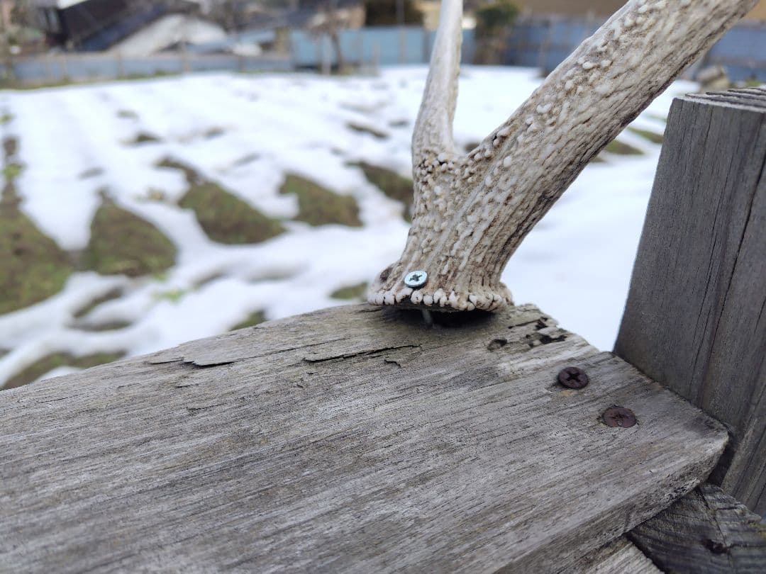 頸椎付き頭蓋骨 鹿の角 No.7 日本鹿 角 壁掛け 匿名配送