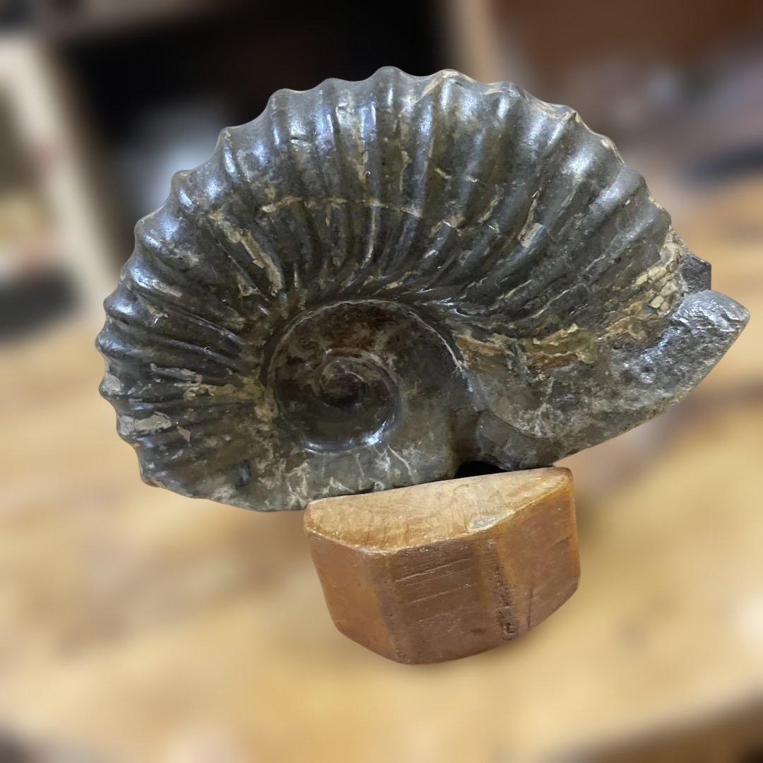 アンモナイト化石 ダークグレー 約15センチ　アンティーク　コレクション
