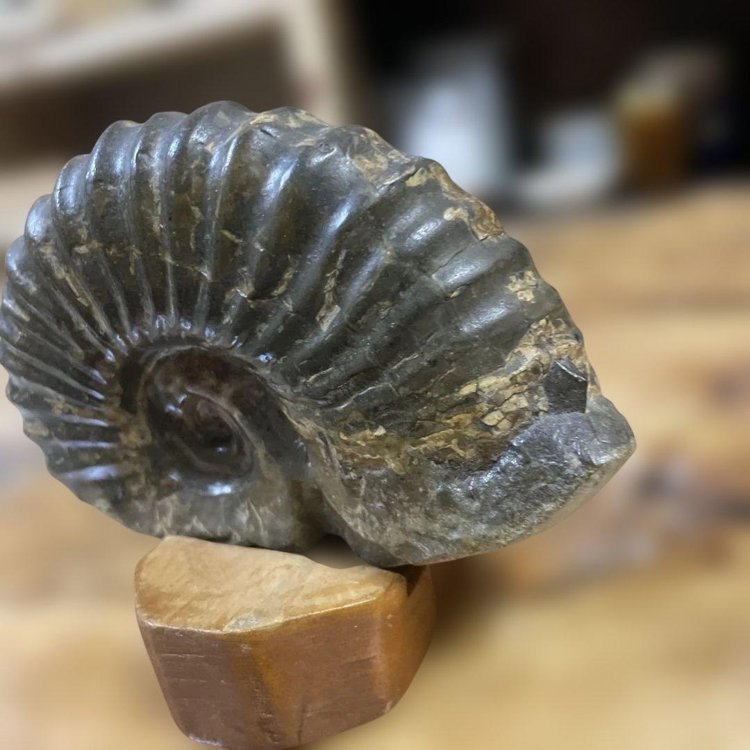 アンモナイト化石 ダークグレー 約15センチ　アンティーク　コレクション