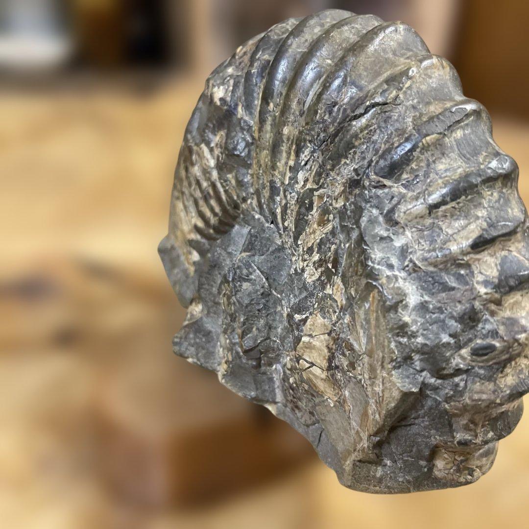 アンモナイト化石 ダークグレー 約15センチ　アンティーク　コレクション