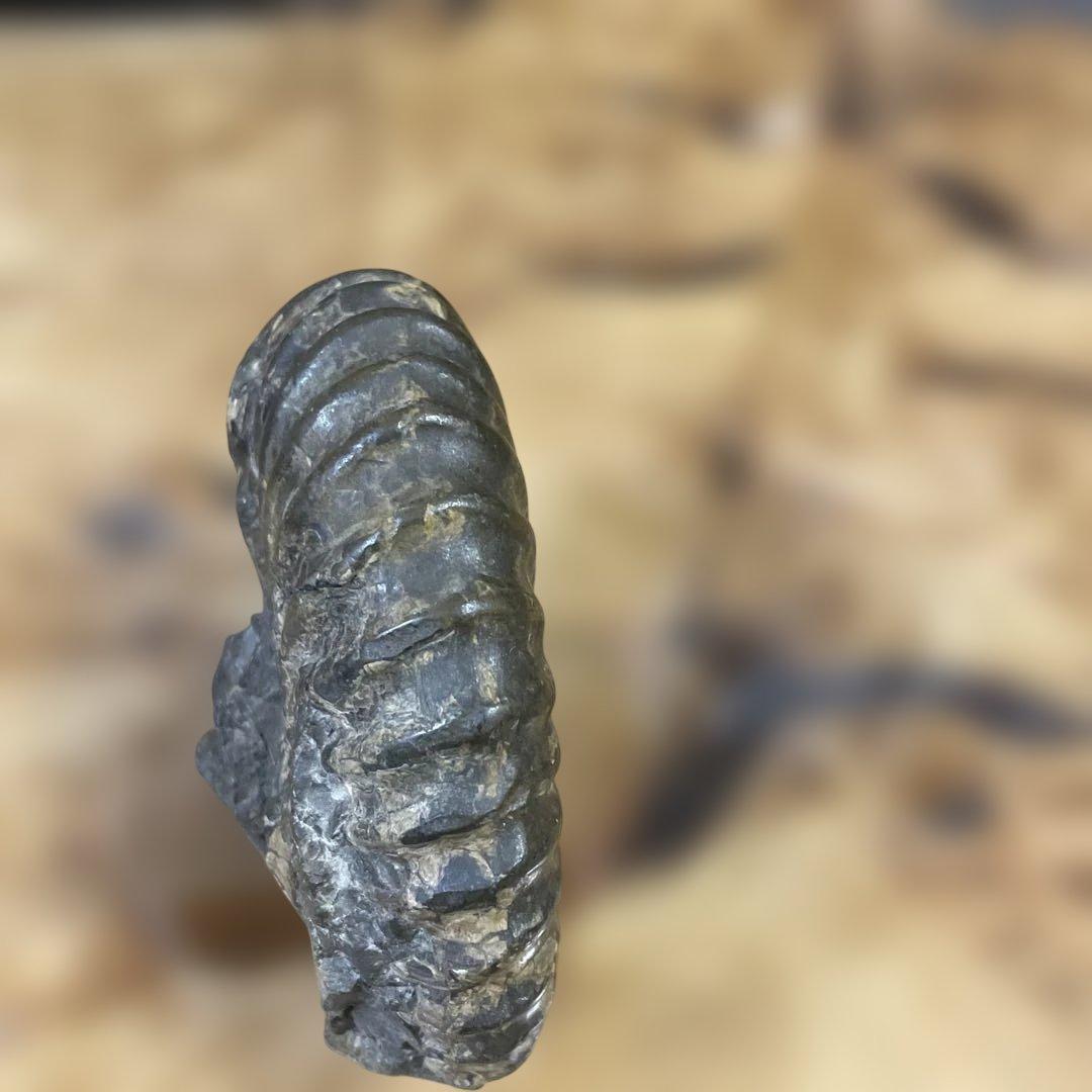 アンモナイト化石 ダークグレー 約15センチ　アンティーク　コレクション