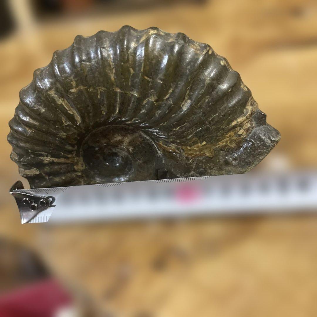 アンモナイト化石 ダークグレー 約15センチ　アンティーク　コレクション