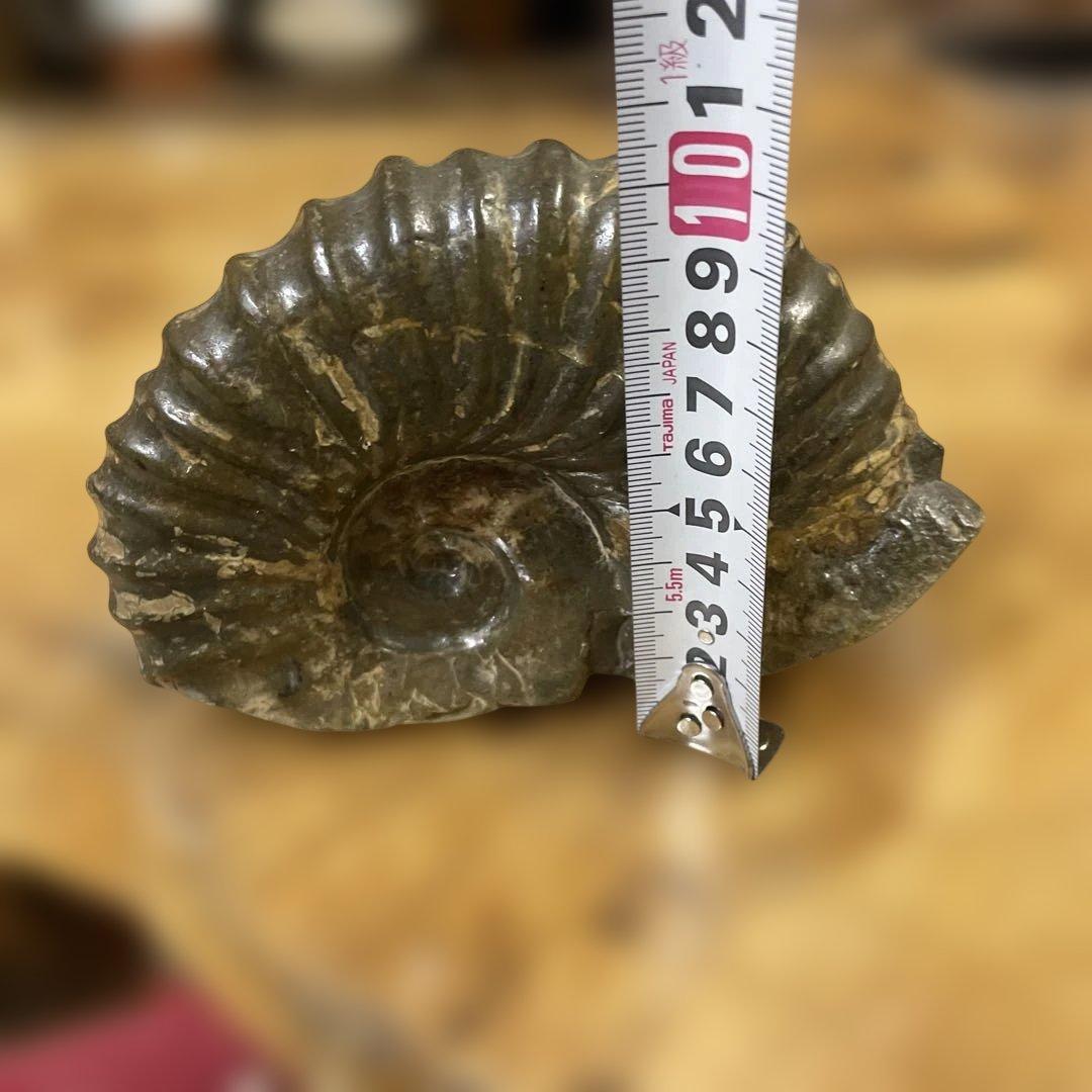 アンモナイト化石 ダークグレー 約15センチ　アンティーク　コレクション