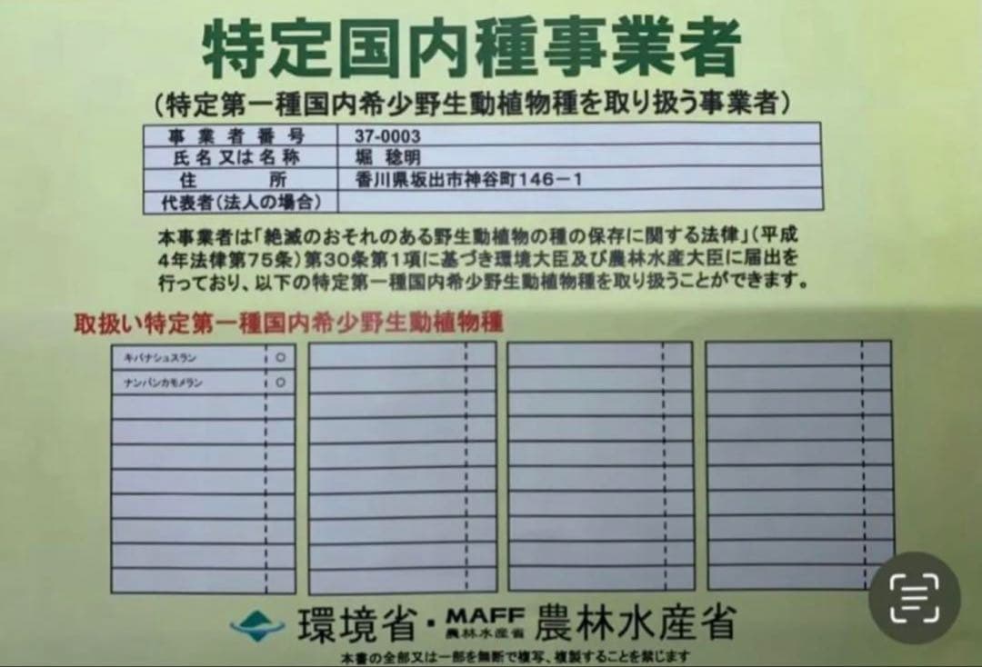 【斑入り】 ① マコデスペトラ