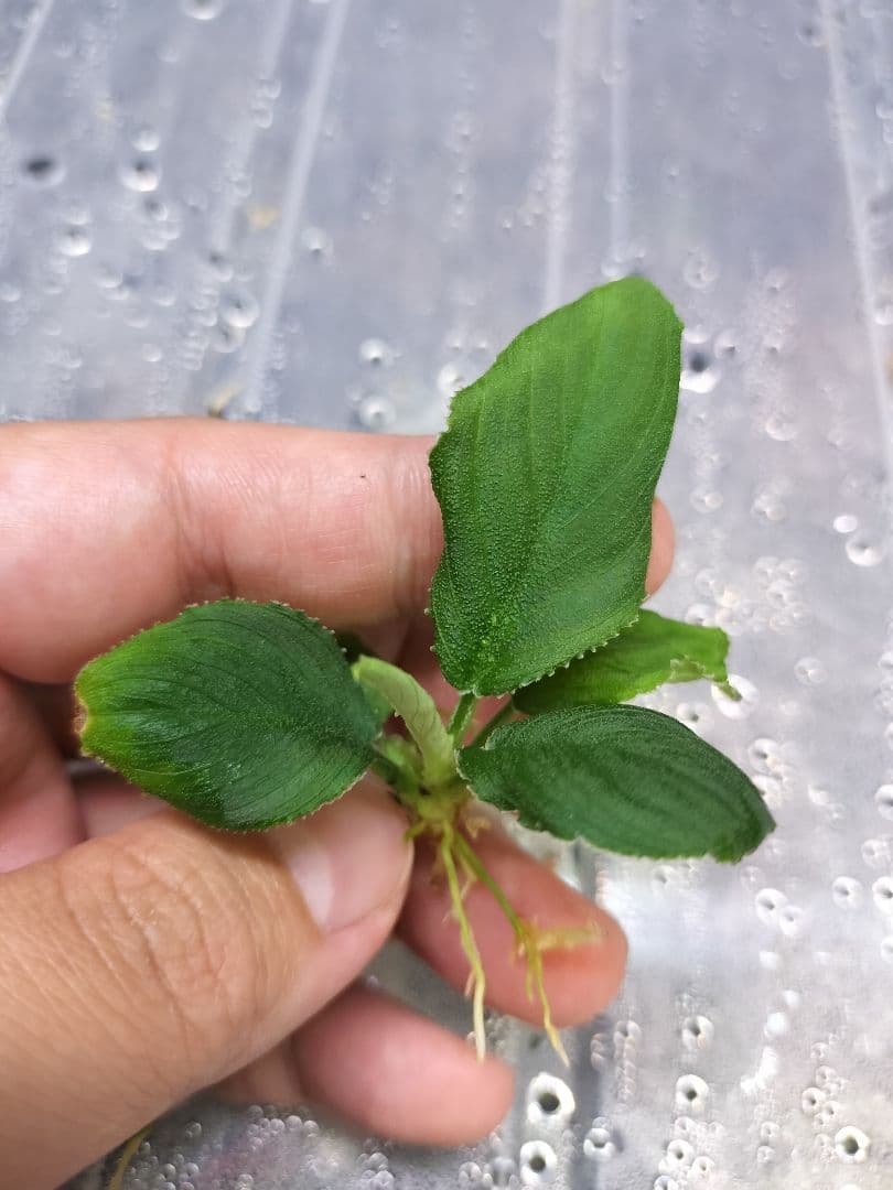 Homalomena sp.竜鱗 Riau【LA0815-01】ホマロメナ