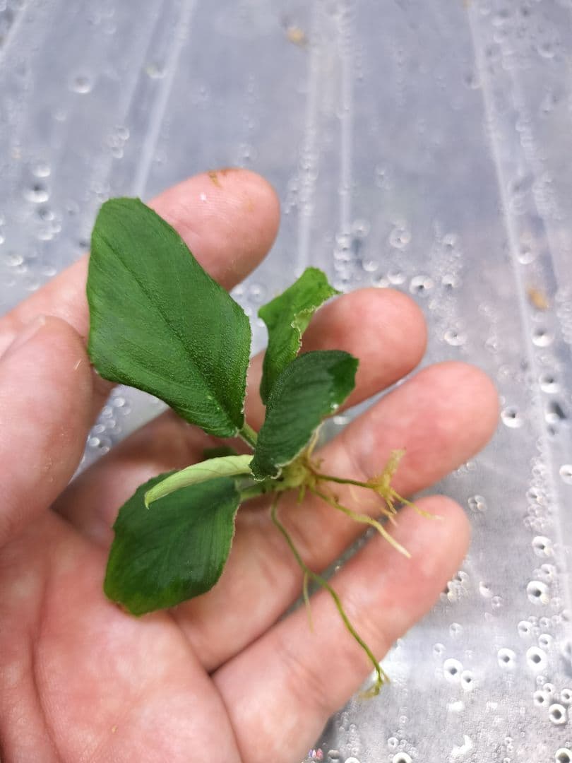 Homalomena sp.竜鱗 Riau【LA0815-01】ホマロメナ