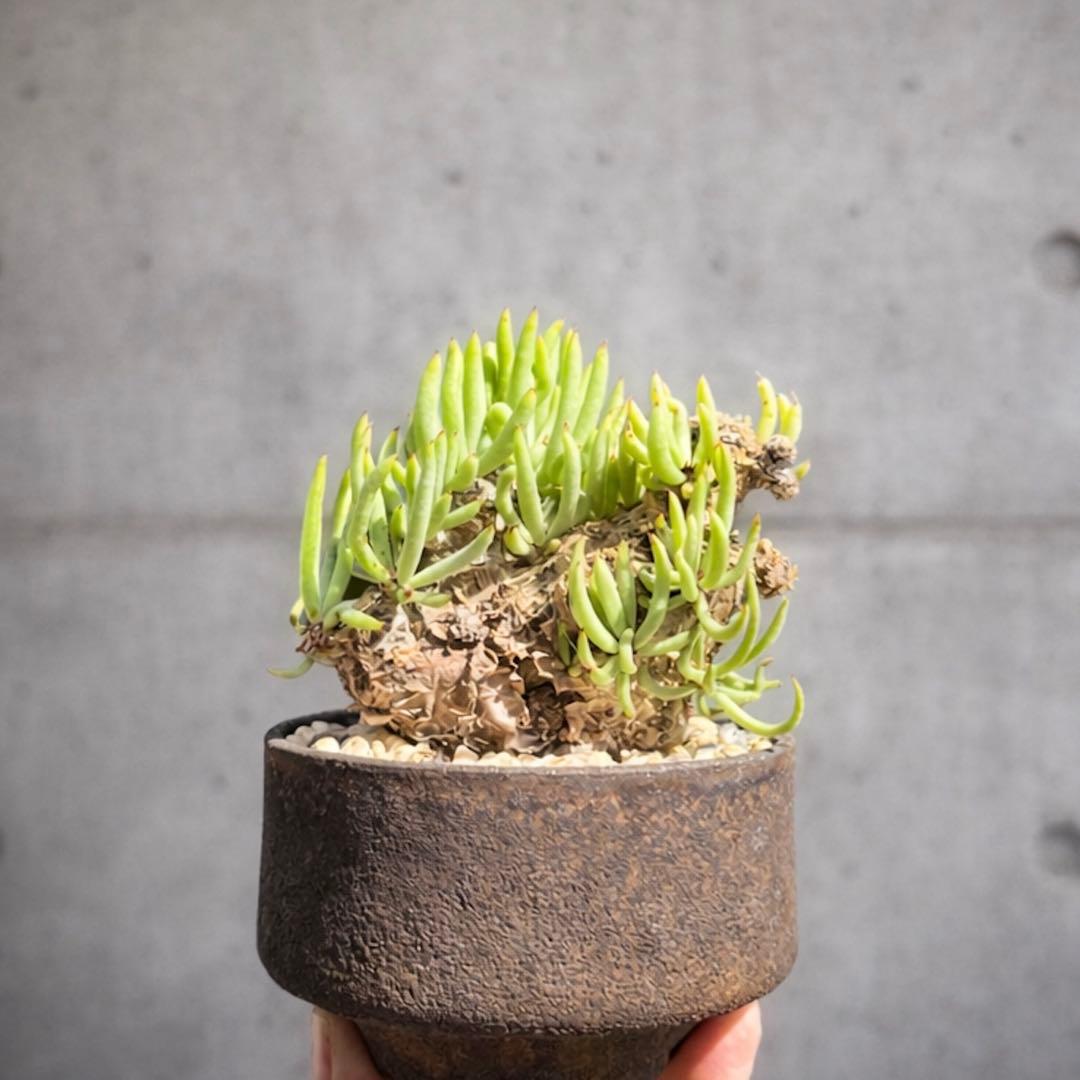 チレコドンぺアルソニー　白象　鉢付き