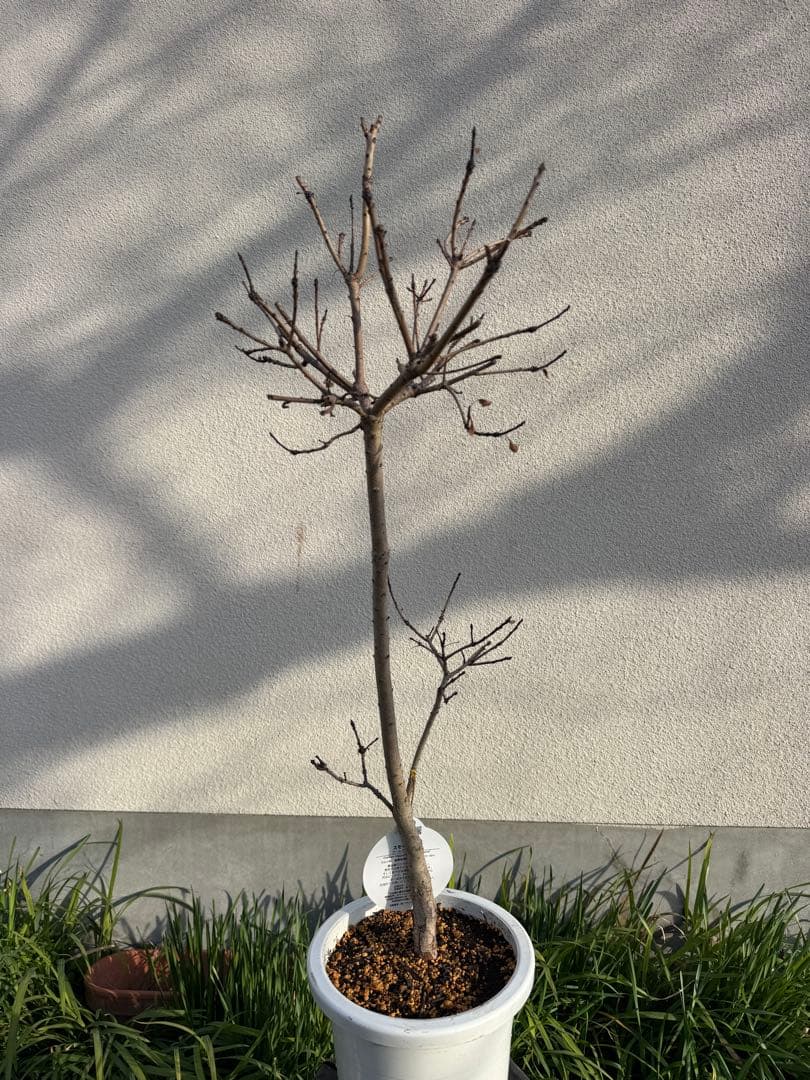 スモークツリー ゴールデンスピリット　樹高約87センチ