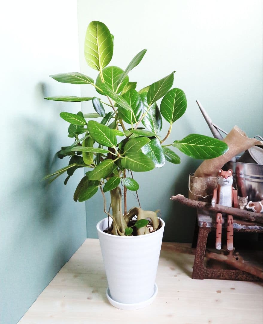 人気の根上り《現品》8号 ベンガレンシス 曲がり幹