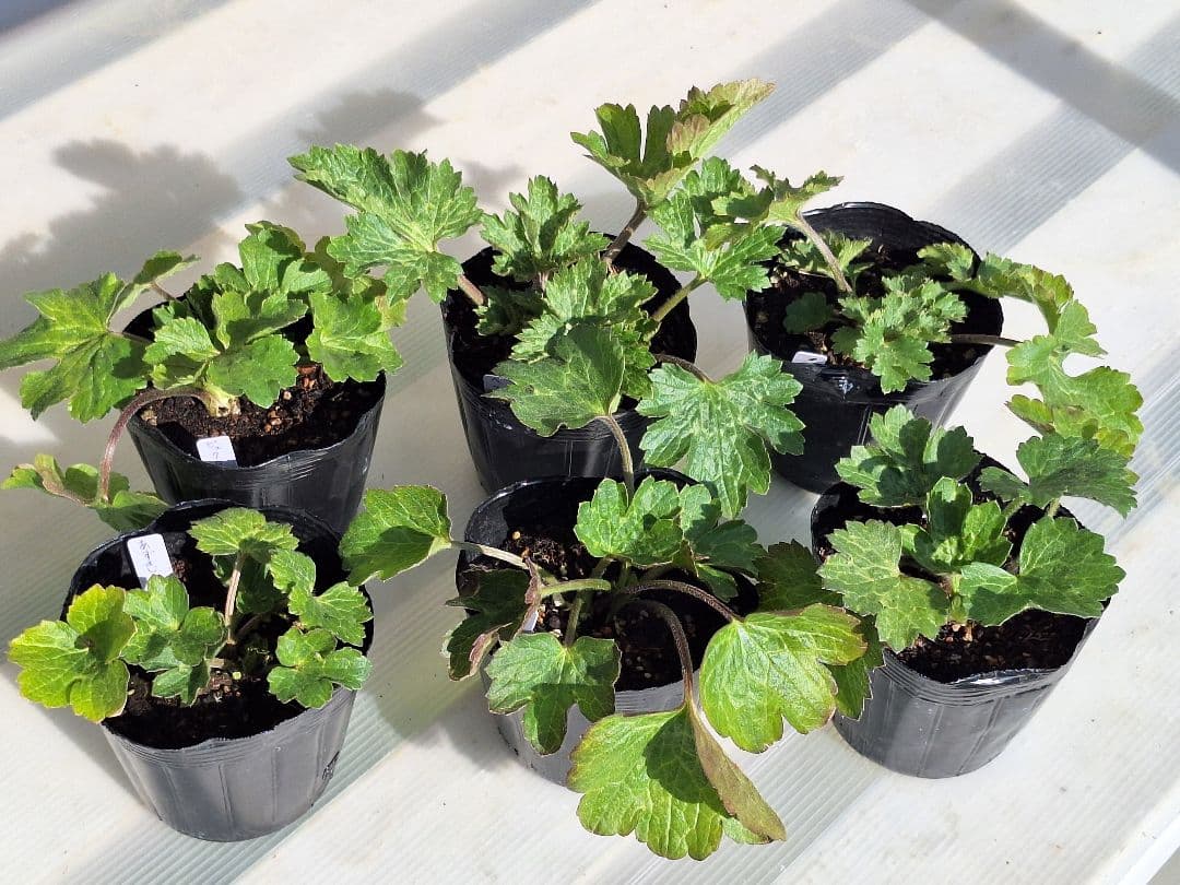 ①　ラナンキュラス　ラックス　ランドセル