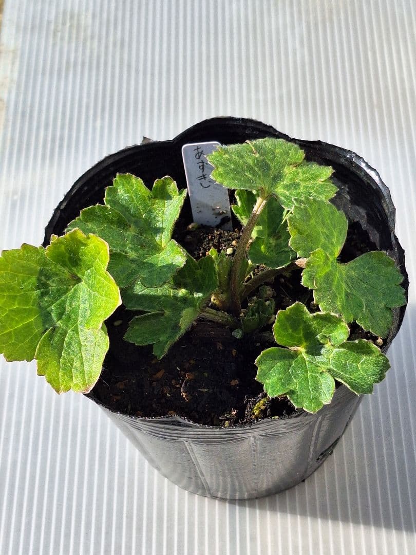 ①　ラナンキュラス　ラックス　ランドセル