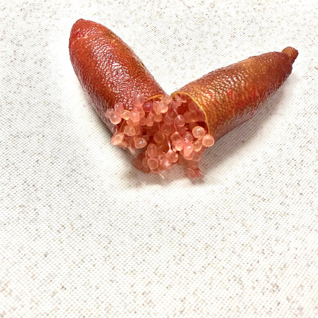 フィンガーライム　お問い合わせ　柑橘　レモン　ライム