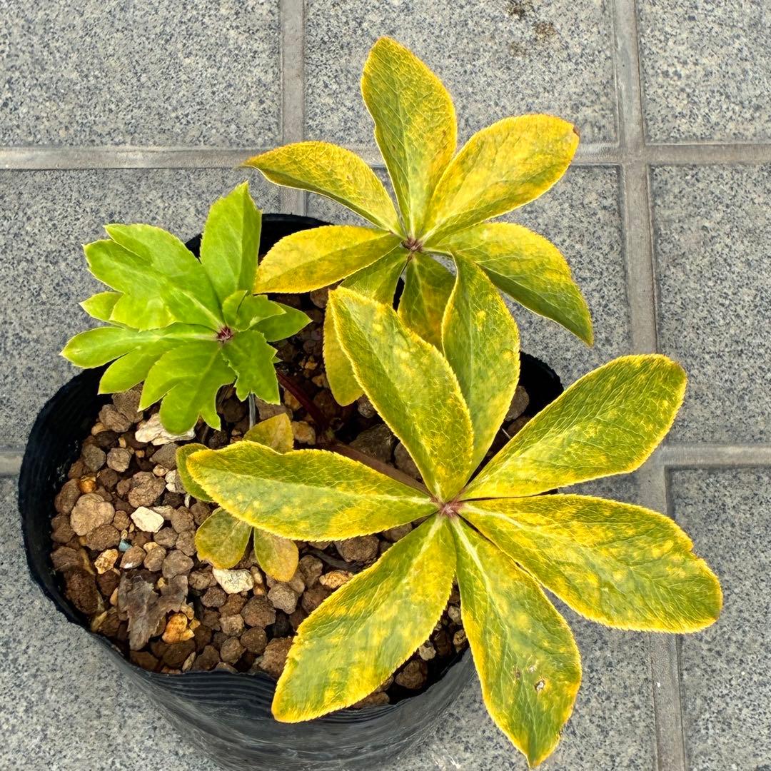 t*o様 ❤️根パンパン❤️沢山プックリ新芽❤️275⭐️極上品⭐️【ソレイユ】