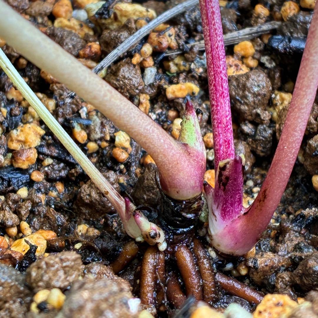 t*o様 ❤️根パンパン❤️沢山プックリ新芽❤️275⭐️極上品⭐️【ソレイユ】