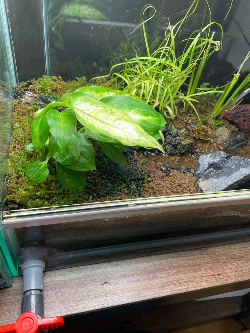 【受注生産】 小川のあるアクアテラリウム 60センチ水槽