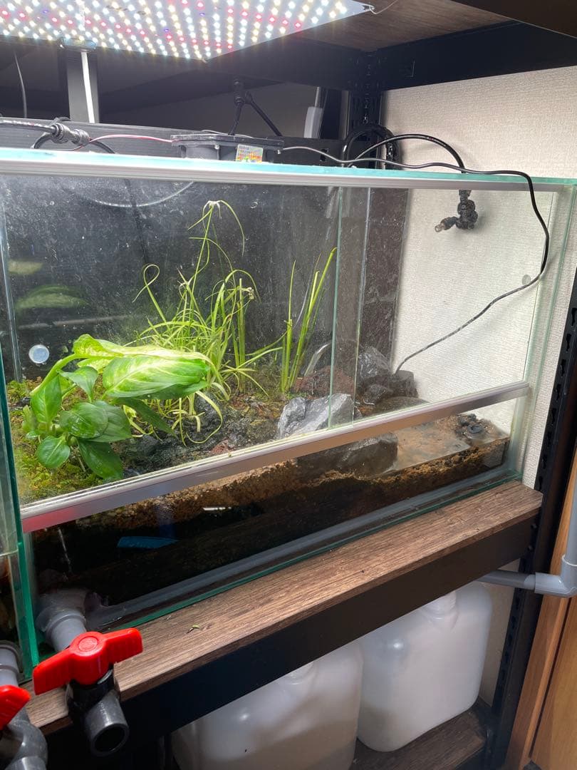 【受注生産】 小川のあるアクアテラリウム 60センチ水槽