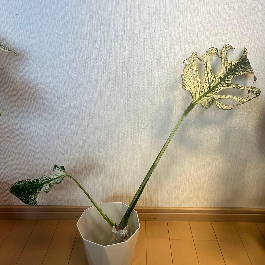 モンステラ デビルモンスター