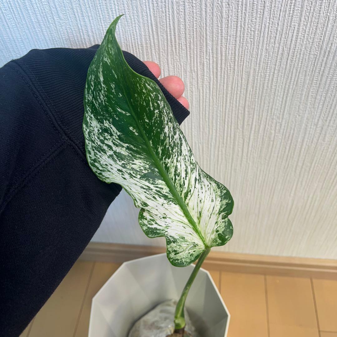 モンステラ デビルモンスター