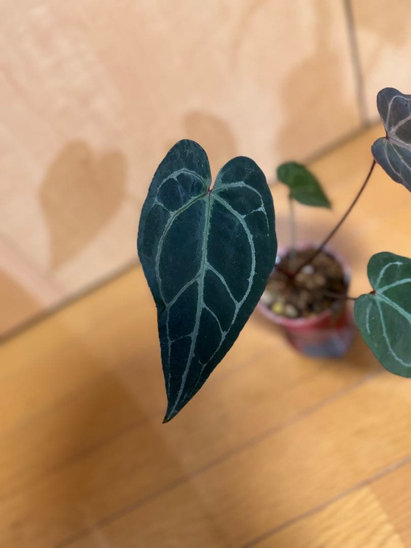 【超希少】アンスリュームレッドクリスタリナムNSE（ANTHURIUM）