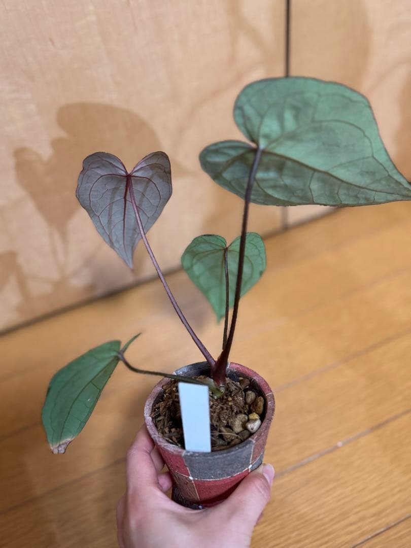 【超希少】アンスリュームレッドクリスタリナムNSE（ANTHURIUM）