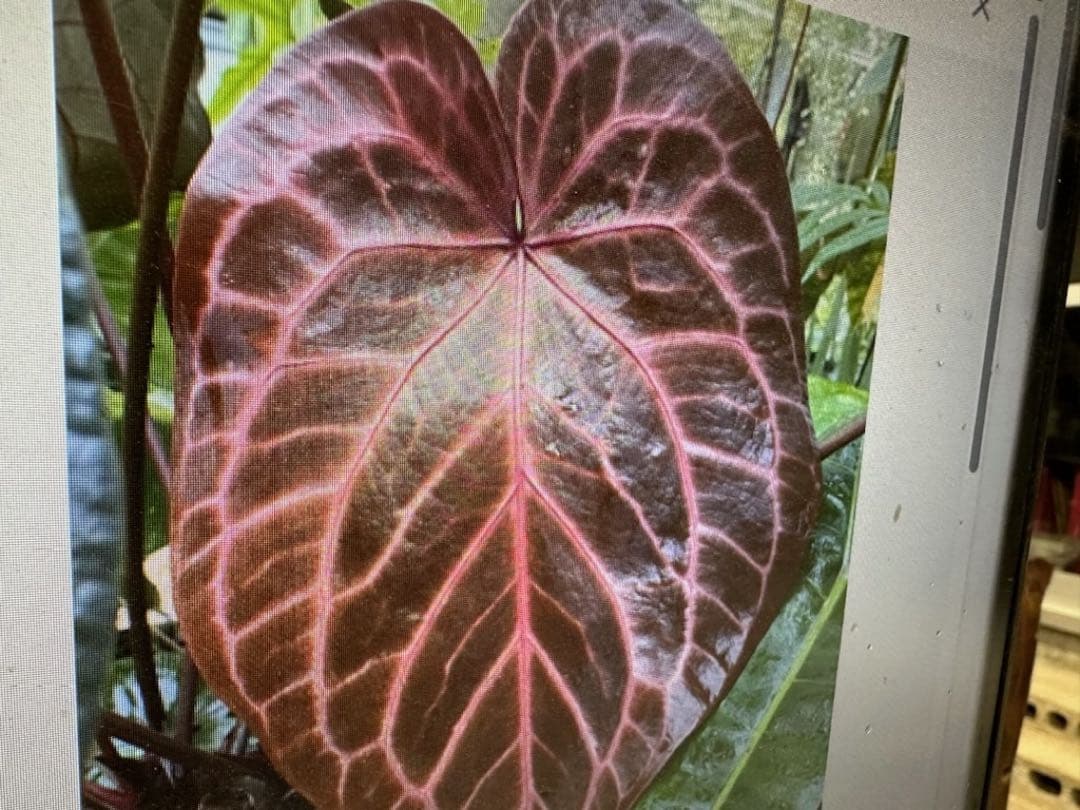 【超希少】アンスリュームレッドクリスタリナムNSE（ANTHURIUM）