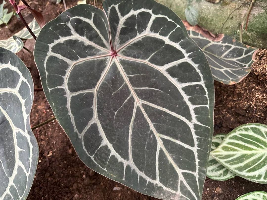 【超希少】アンスリュームレッドクリスタリナムNSE（ANTHURIUM）