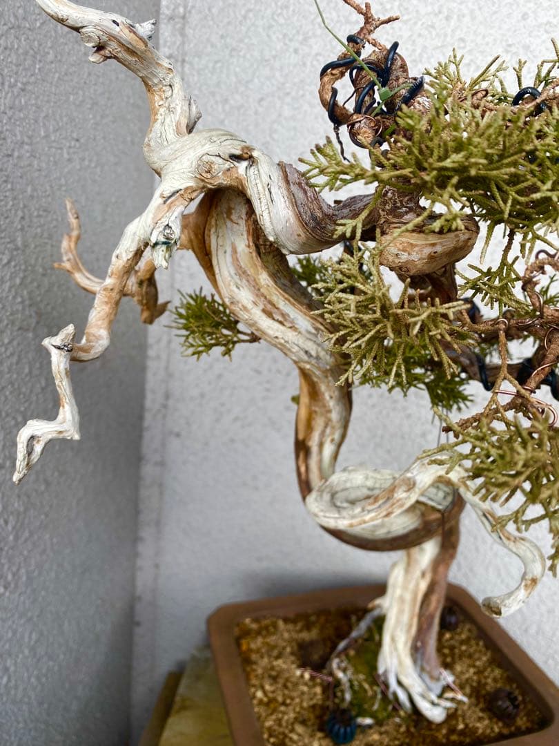 山木 真柏 山採り 樹高45cm 盆栽