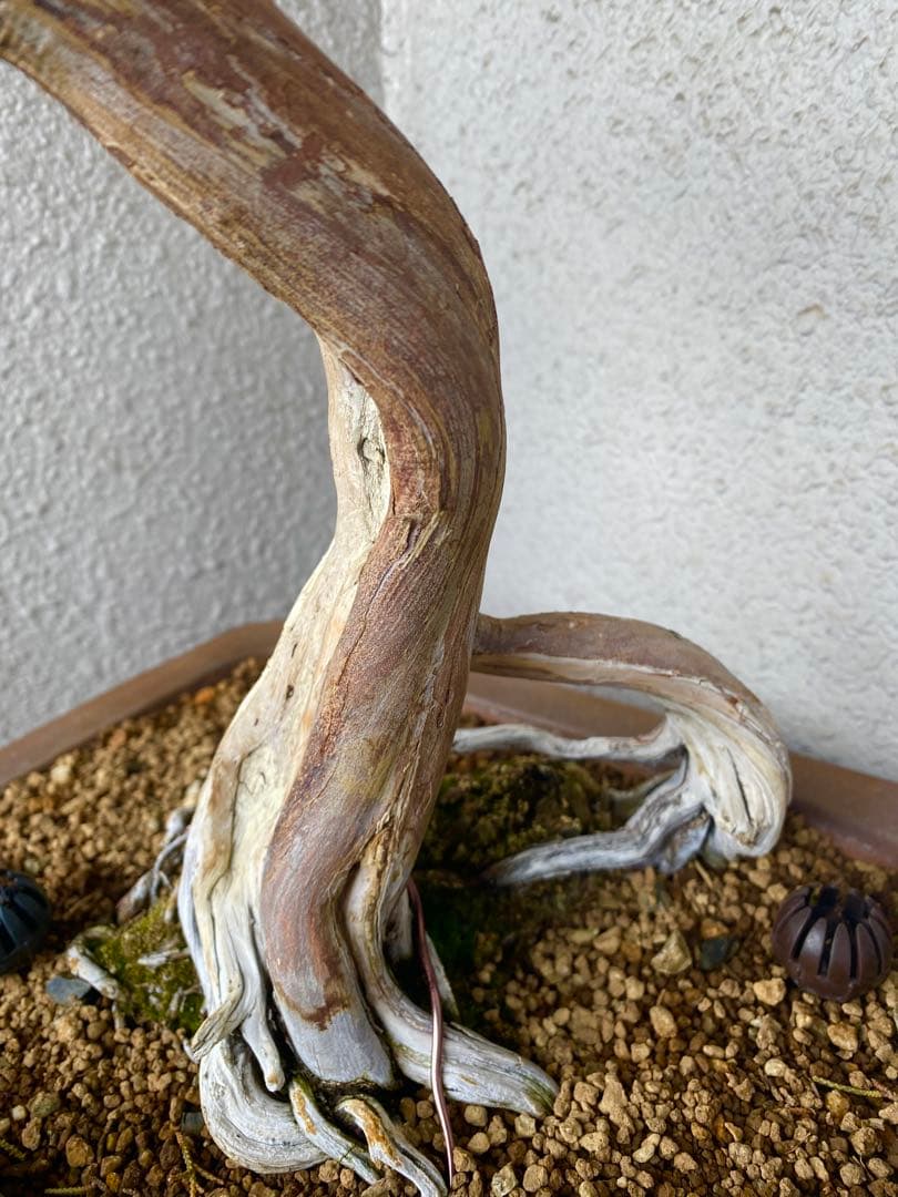 山木 真柏 山採り 樹高45cm 盆栽