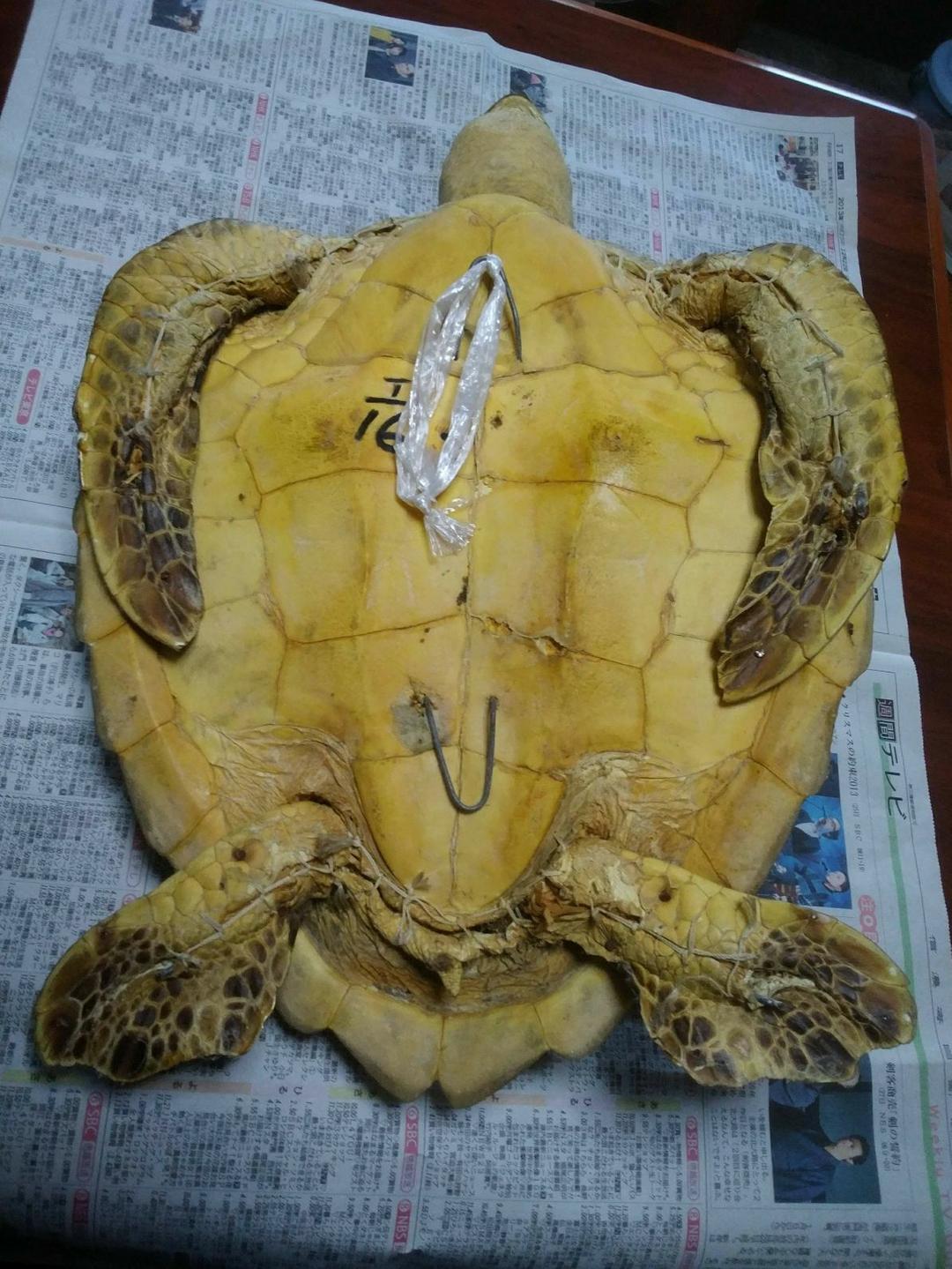 ウミガメ剥製