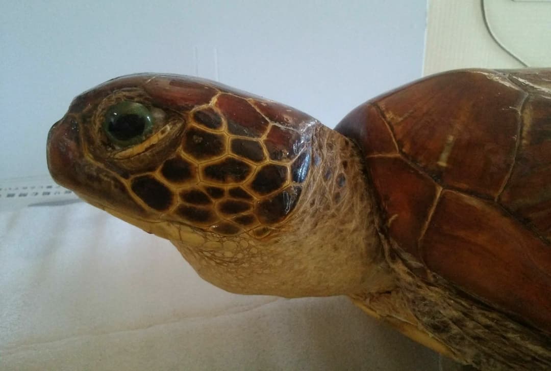 ウミガメ剥製