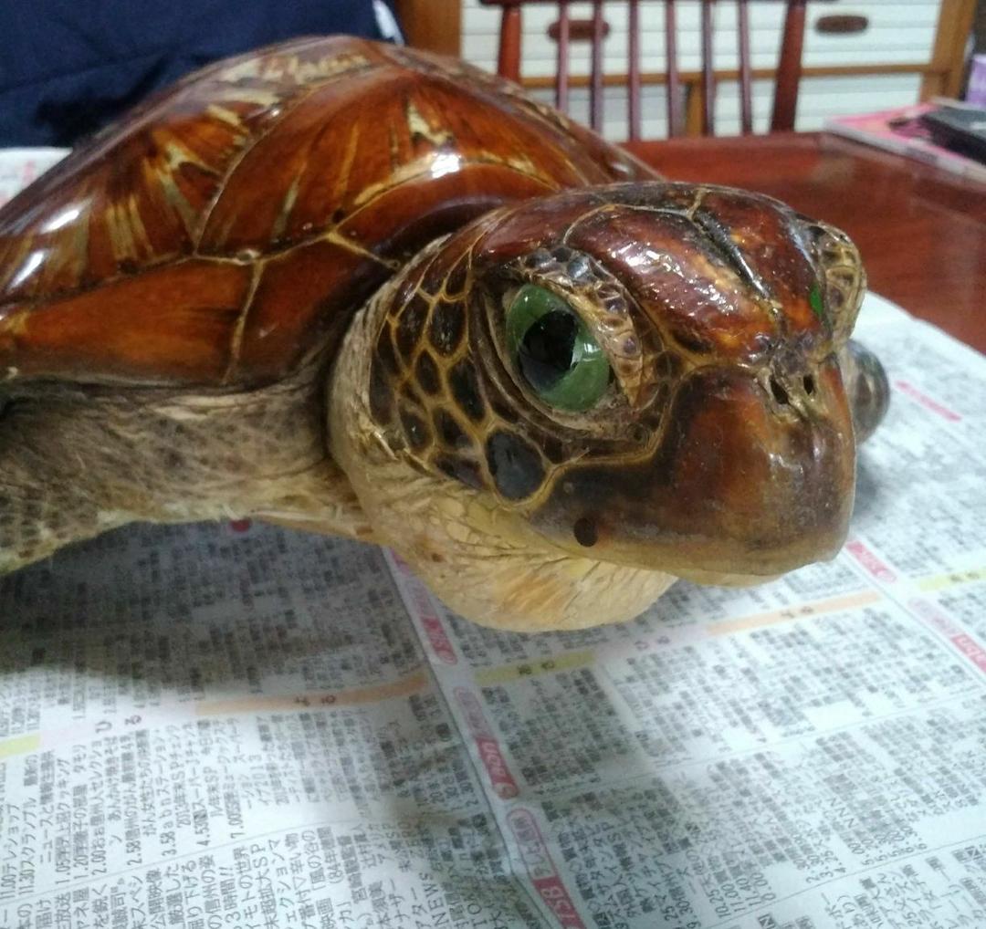 ウミガメ剥製