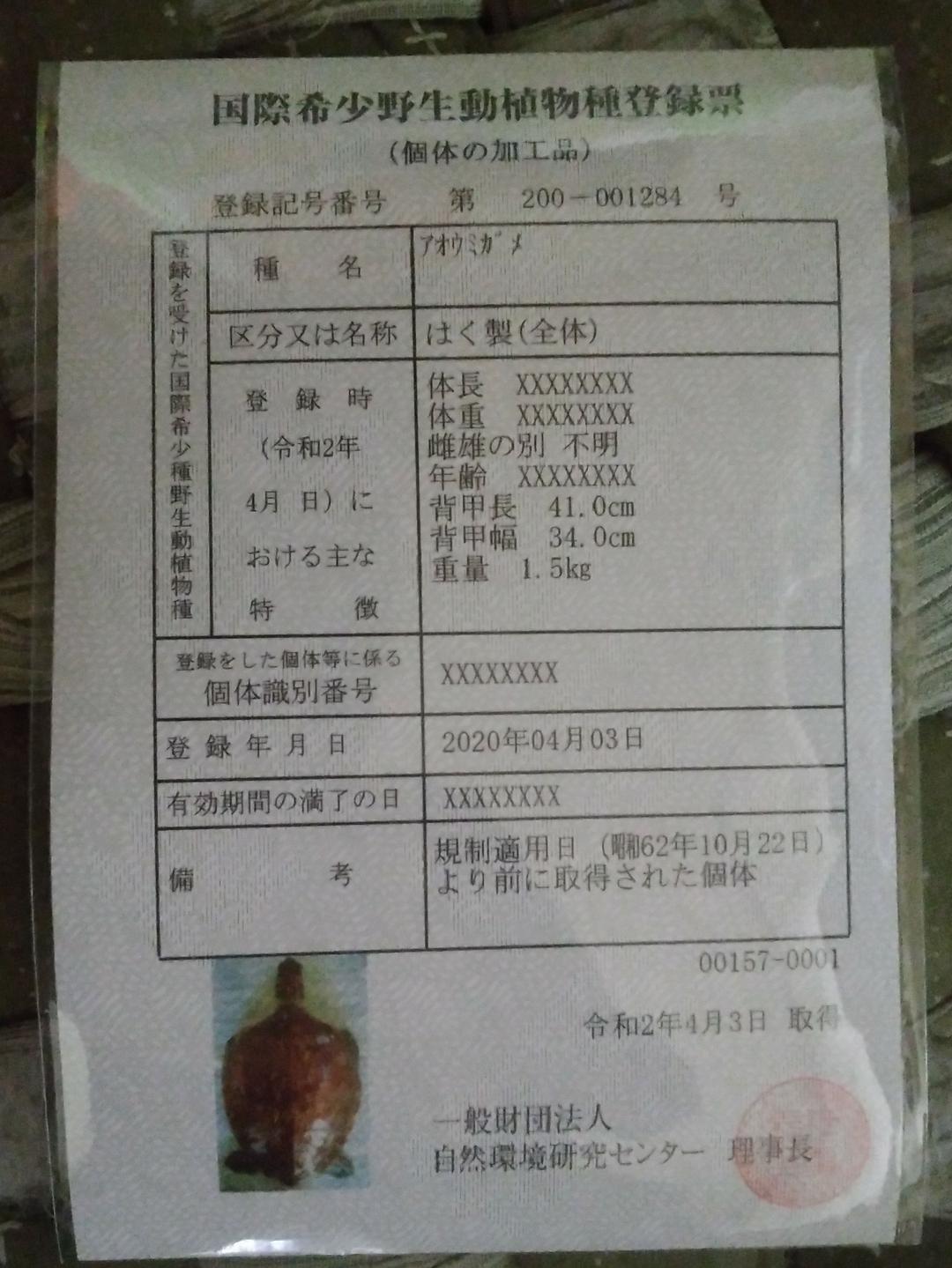 ウミガメ剥製